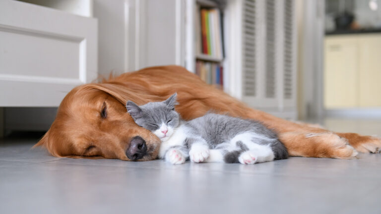edelstenen en elixers voor dieren